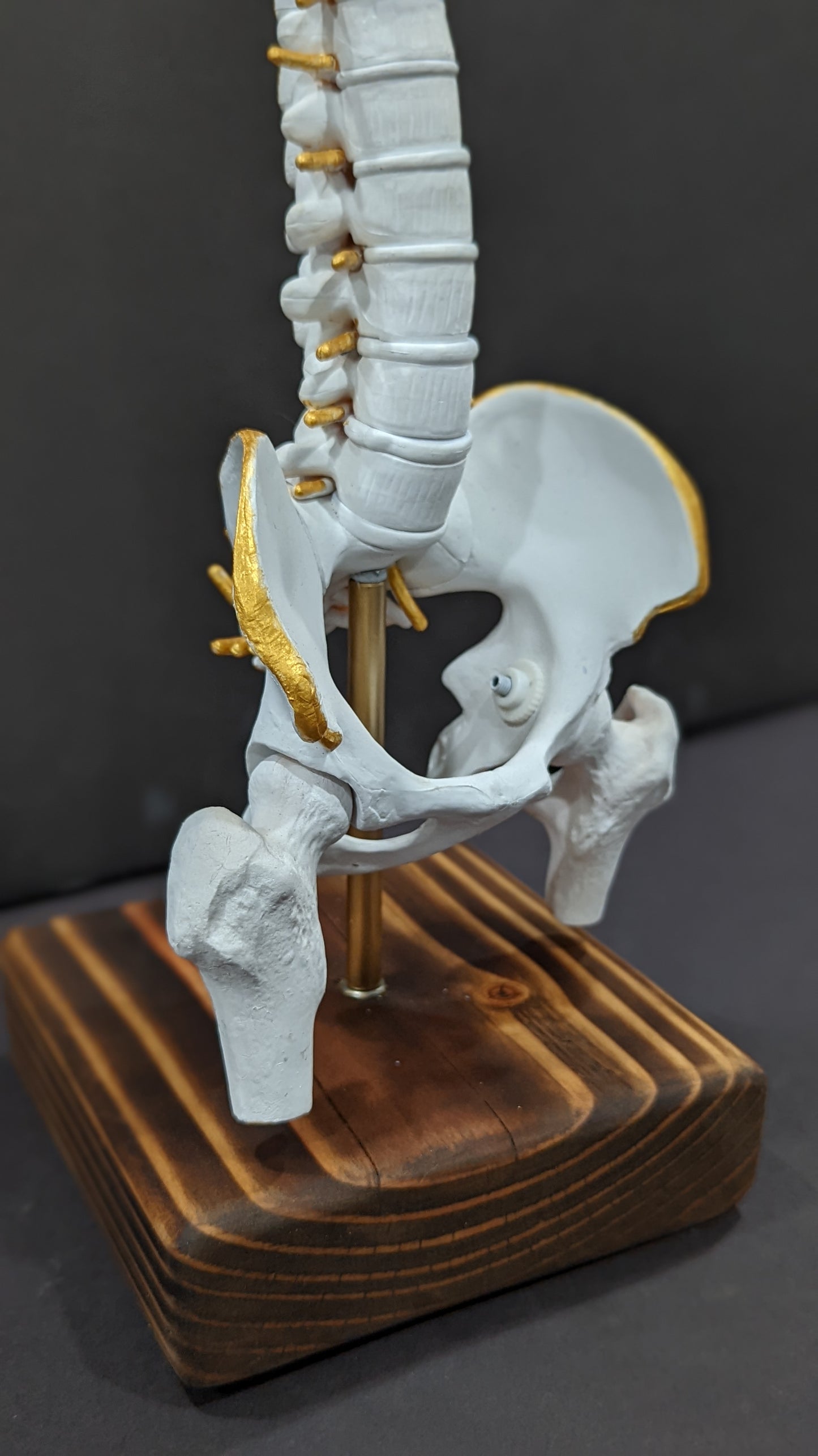 Bone Art Display Piece