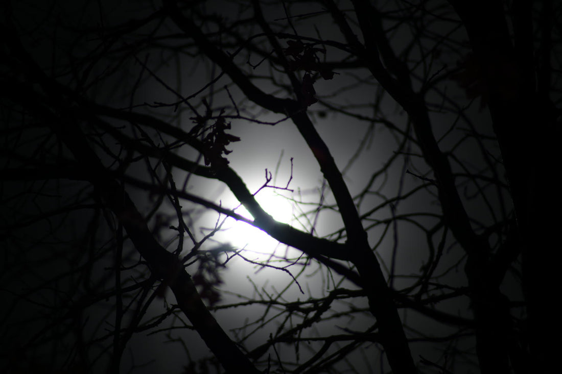 Shot of Moon Behind Tree